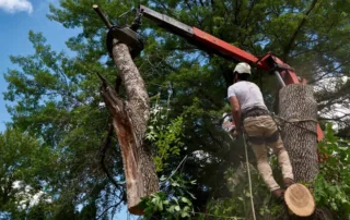 Tree Service Insurance Texas